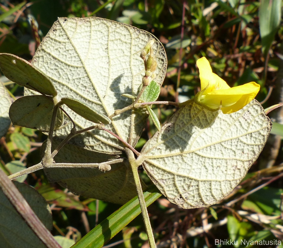 Cajanus rugosus (Wight & Arn.) Maesen